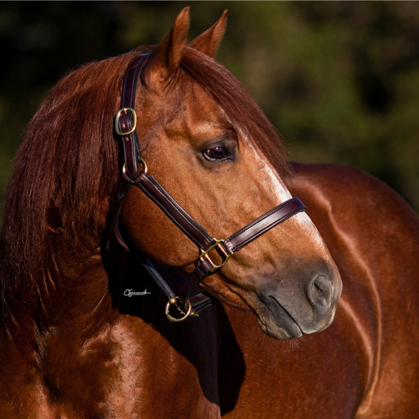 Photo of a sorrel stallion named Kit Kat Sugar wearing a brown leather halter against a blurred out green background