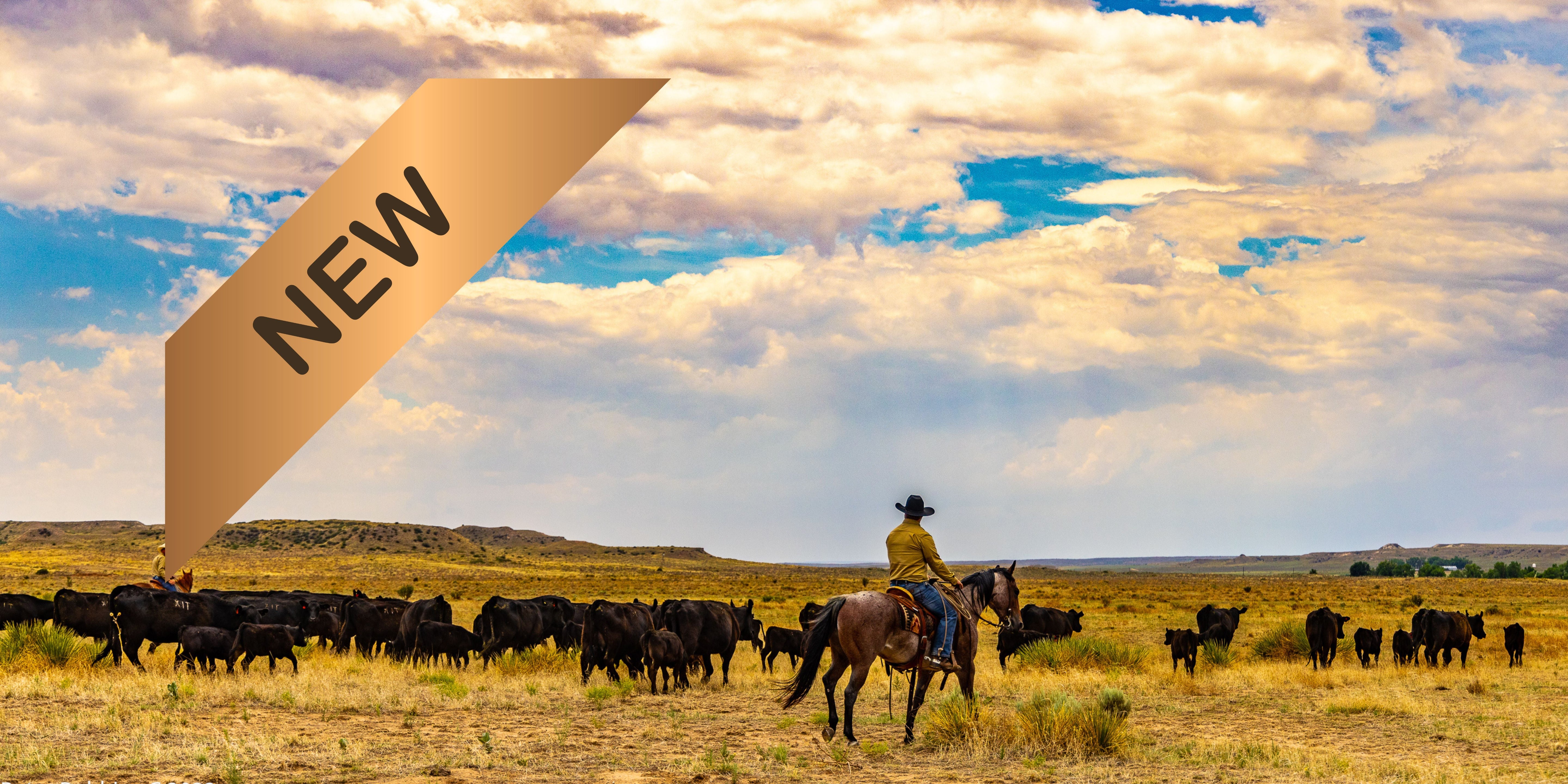 Photo of a cowboy riding a bay roan horse moving cows across the east Texas planes with a gold "NEW" banner in the top left corner