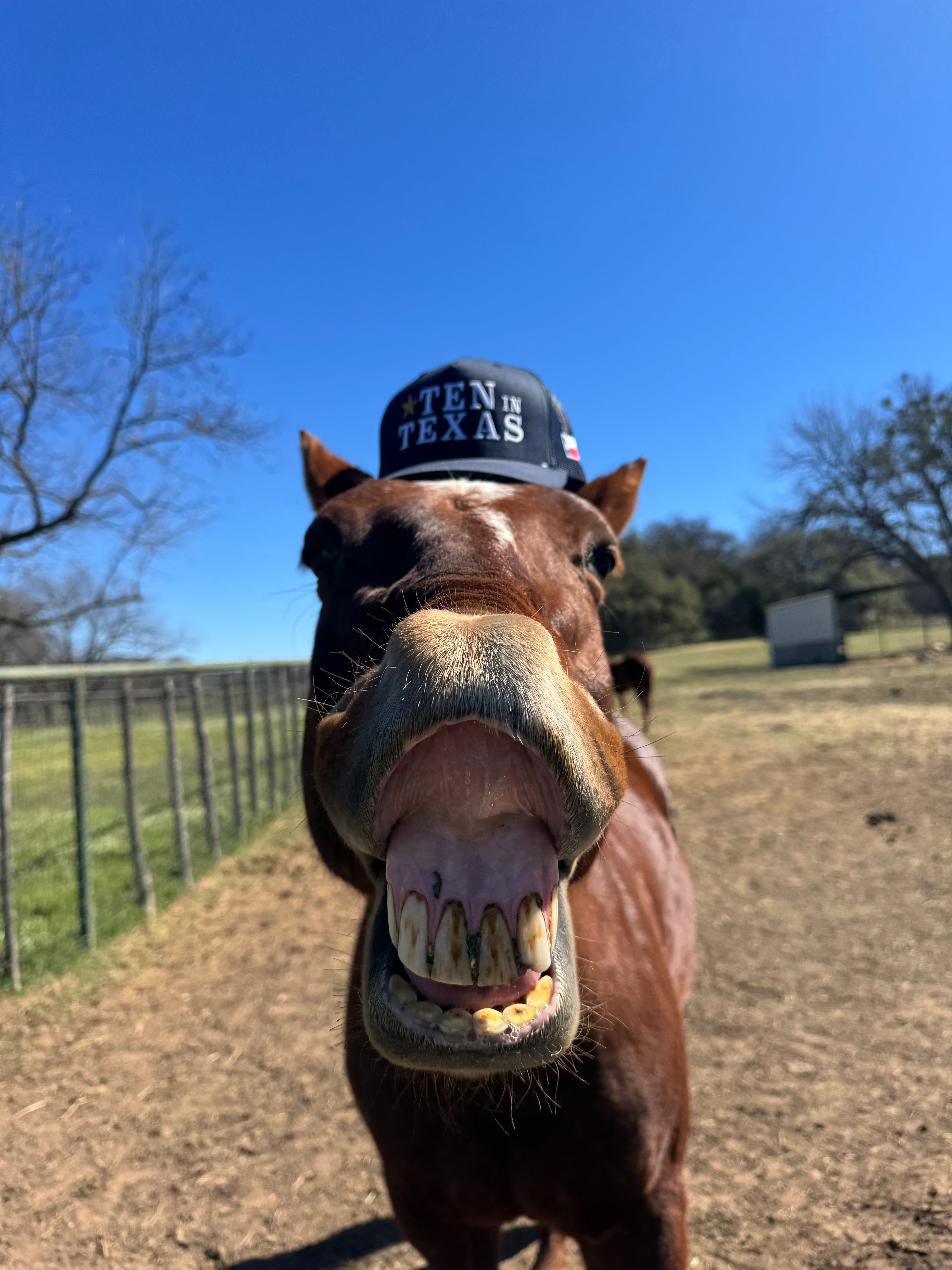 Ten In Texas Hat